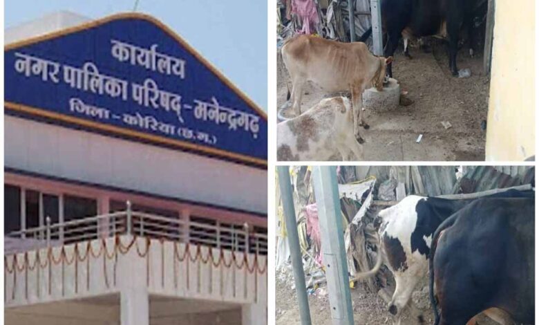 मनेंद्रगढ़-बस-स्टैंड-क्षेत्र-में-पशुपालन-से-वार्ड-वासियों-का-जनजीवन-बेहाल,-नगर-पालिका-प्रशासन-मौन
