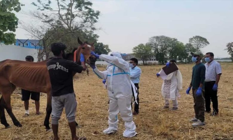 जबलपुर-:-पनागर-के-रेस-कोर्स-में-अनजान-बीमारी-से-8-घोड़ों-की-मौत,-प्रशासन-की-टीम-पता-लगा-रही-मौत-की-असली-वजह