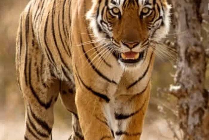 अंतर्राष्ट्रीय-जैव-विविधता-दिवस-पर-पेंच-टाइगर-रिजर्व-में-नया-अभियान-बाघदेव-शुरू