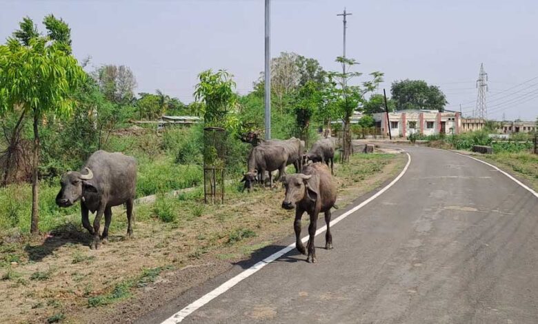 शासकीय-स्नातकोत्तर-महाविद्यालय-में-डेढ़-करोड़-रुपए-की-लागत-से-बनेगी-बाउंड्रीवॉल,-परिसर-होगा-सुरक्षित