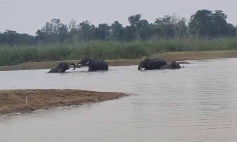 चार-दंतैल-हाथियों-का-एक-दल-तलाब-में-अठखेलियां-करते-आया-नजर