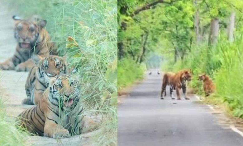 पीलीभीत-टाइगर-रिजर्व-का-पर्यटन-सत्र-15-जून-को-होगा-समाप्त,-फिर-पांच-माह-तक-नहीं-कर-सकेंगे-बाघ-के-दीदार