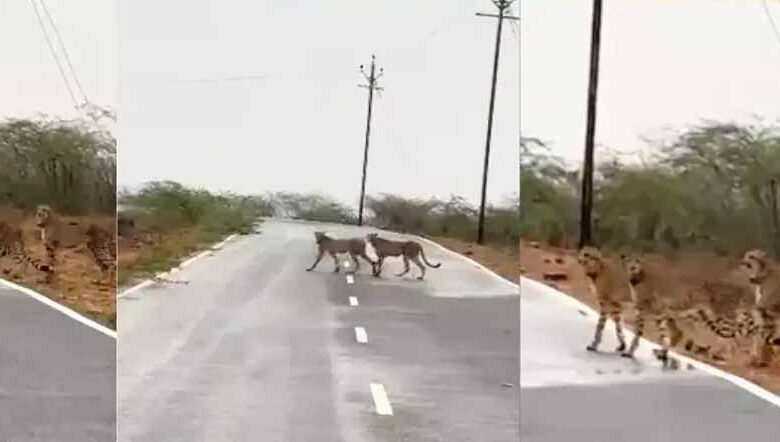 मप्र-के-कूनो-नेशनल-पार्क-से-निकलकर-मुरैना-पहुंचे-पांच-चीते,-जौरा-में-सड़क-पार-करते-नजर-आए