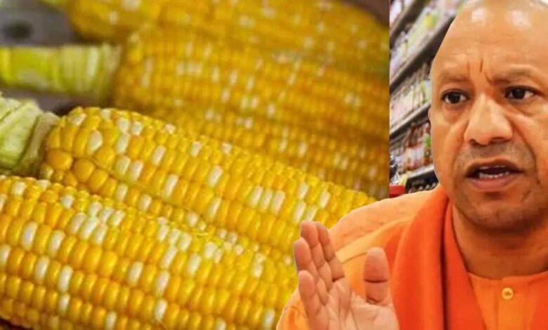 उत्तर-प्रदेश-में-पहली-बार-सीधे-किसानों-से-msp-पर-मक्‍का-खरीद-शुरू,-क्विंटल-के-इतने-रुपए-दे-रही-योगी-सरकार