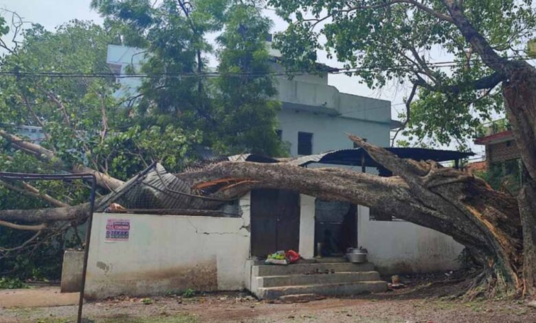 स्कूल-के-किचन-शेड-पर-गिरा-पीपल-का-पेड़,-टला-बड़ा-हादसा