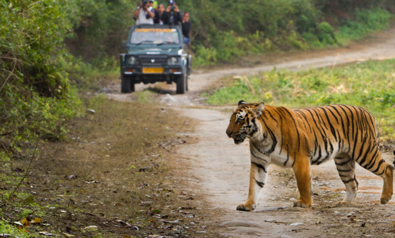 2 लोगों को मारकर खाने वाला आदमखोर बाघ को ऐसे पकड़ा; सिवनी वासियों ने ली राहत की सांस
