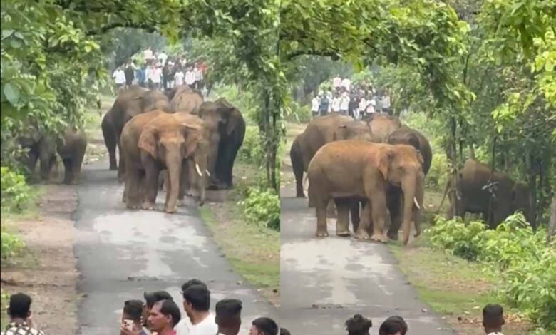 एडु-सिंघनपुर मार्ग पर आधा दर्जन हाथियों का दल अचानक पहुंचा सड़क पर