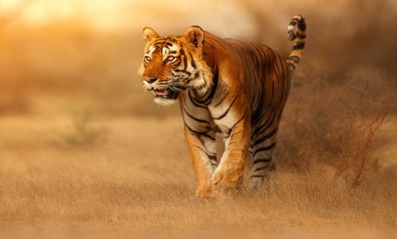 प्रदेश के सभी नेशनल पार्क और टाइगर रिजर्व तीन महीने के लिए बंद रहेंगे,पर्यटक सिर्फ बफर जोन का लुत्फ उठा सकेंगे