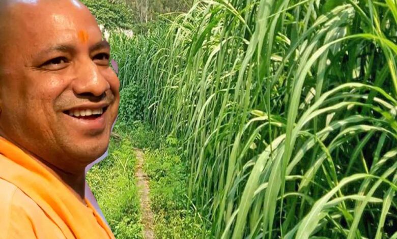 योगी-सरकार-किसानों-की-आय-बढ़ाने-के-लिए-एक-नई-योजना-शुरू-करने-जा-रही,-20000-रुपये-प्रति-हेक्टेयर-देने-की-तैयारी