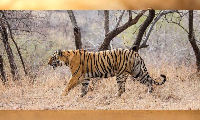 मध्य-प्रदेश-में-एक-अक्टूबर-से-महंगा-होगा-टाइगर-रिजर्व-पर्यटन,-दस-प्रतिशत-बढ़-तक-जाएगी-एंट्री-फीस,-विदेशियों-को-चुकानी-होगी-दोगुनी-राशि