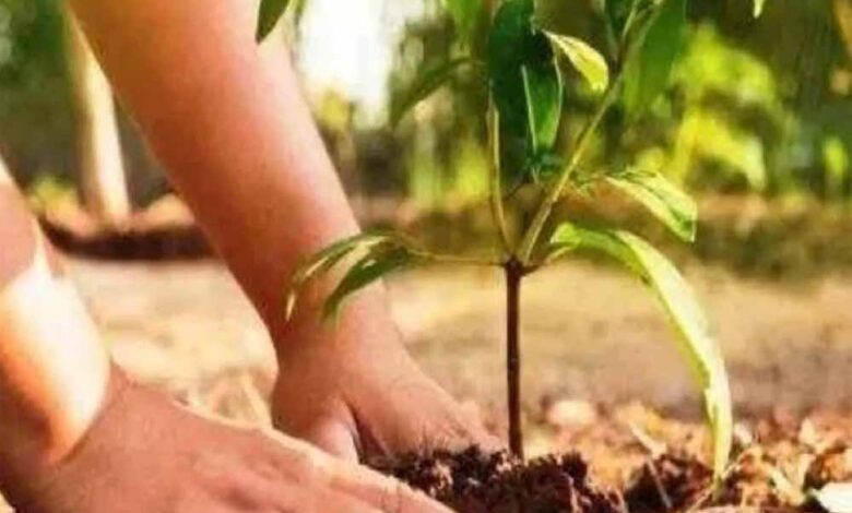 उत्तर-प्रदेश-सरकार-पौधारोपण-अभियान-के-तहत-37-करोड़-पौधे-लगाएगी