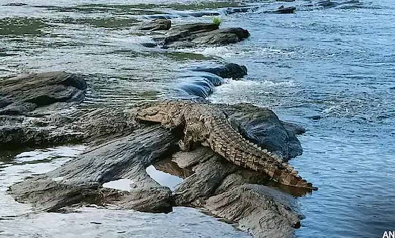 दमोह-में-दर्दनाक-हादसा:-नदी-किनारे-बैठी-महिला-को-मगरमच्छ-ने-बनाया-शिकार