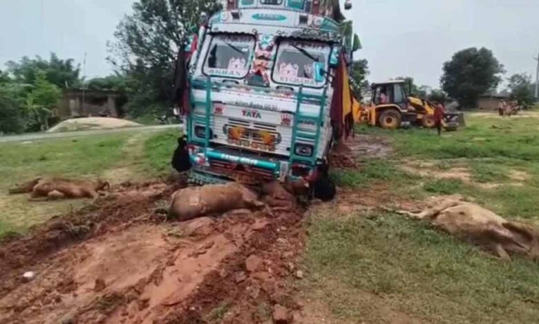 तेज-रफ्तार-ट्रक-ने-मचाया-कहर:-सड़क-किनारे-बैठी-6-गायों-की-मौत,-कई-घायल