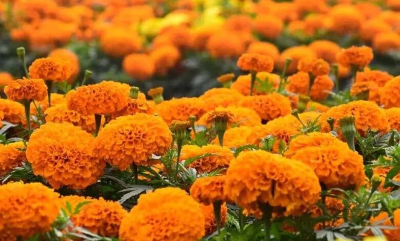 मध्यप्रदेश-फूलों-के-उत्पादन-में-देश-में-तीसरे-स्थान-पर,-जल्दी-ही-बनेगा-देश-का-सिरमौर