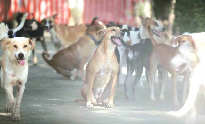 आवारा-कुत्तों-पर-सख़्ती:-नसबंदी,-माइक्रोचिप-और-शेल्टर-प्लान-पर-दिल्ली-सरकार-की-तैयारी