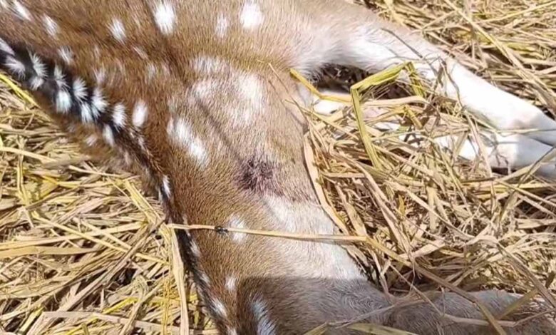 कुत्तों-के-हमले-में-घायल-गर्भवती-हिरणी-की-मौत,-वन-अधिकारियों-ने-पहुंचाया-था-अस्पताल