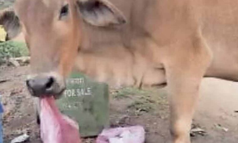 बिलासपुर में 40 किलो पन्नी ने ली गाय की जान, नगर निगम कर्मचारियों पर सवाल