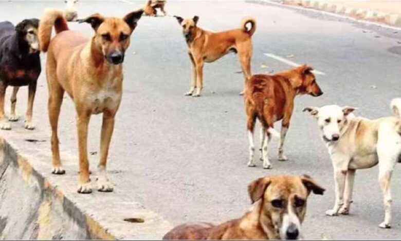 कर्नाटक-के-mlc-का-सनसनीखेज-दावा-–-2500-कुत्तों-को-मरवाकर-पेड़ों-के-नीचे-दफनाया