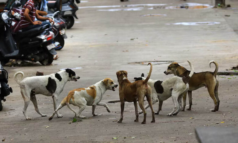 भोपाल-में-स्ट्रीट-डॉग्स-पर-लगाम,-हर-कुत्ते-का-बनेगा-बायोडाटा-और-लगेगी-माइक्रोचिप