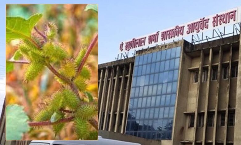 आदिवासी-परंपरागत-औषधि-‘चिपकू’-पौधा-टीबी-और-मूत्र-रोगों-में-कारगर