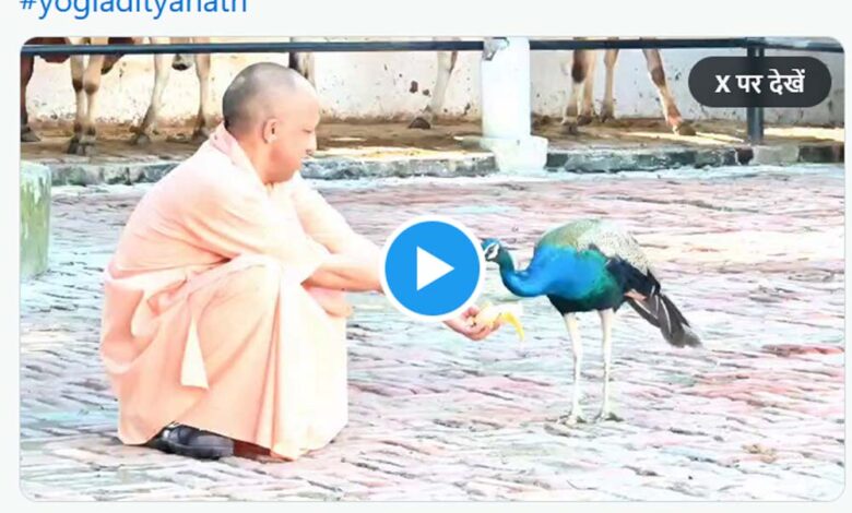 गोरखनाथ-मंदिर-के-दौरे-पर-मुख्यमंत्री,-योगी-के-हाथों-में-केला,-सामने-से-दौड़कर-आया-मोर-फिर…