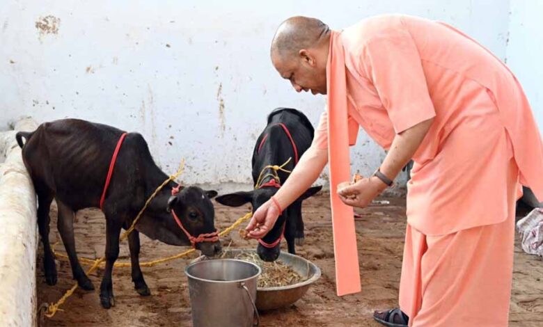 सीएम-योगी-के-नेतृत्व-में-यूपी-में-गो-सेवा-से-होगा-विकास,-पंचगव्य-और-बायोगैस-उत्पादन