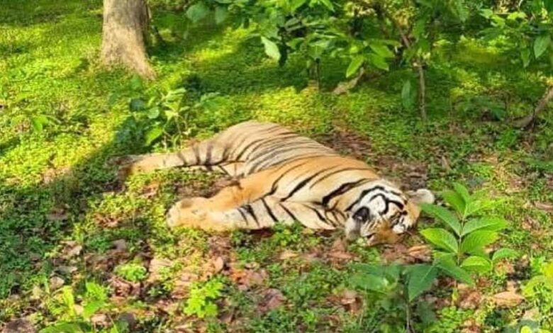 मध्य-प्रदेश-के-संजय-टाइगर-रिजर्व-में-बाघ-की-बिजली-करंट-से-मौत