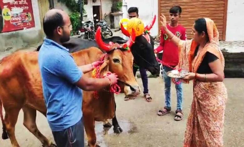 प्रदेश-में-धूमधाम-से-मनाया-जा-रहा-पोला-तिहार,-बैलों-की-सजावट-ने-बढ़ाई-रौनक