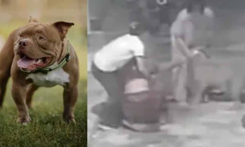 पड़ोसन-से-मिलने-गई-महिला-पर-पिटबुल-का-हमला,-जबड़े-में-फंसा-हाथ-–-cctv-फुटेज-वायरल