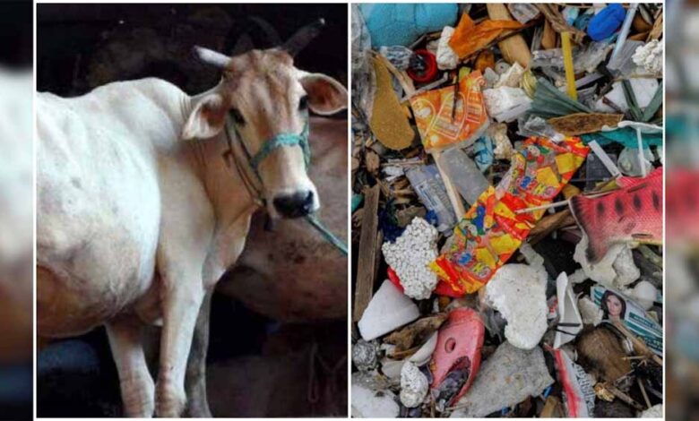 हैरान-करने-वाला-मामला:-गाय-के-पेट-से-निकले-28-किलो-प्लास्टिक,-41-कीलें-और-अजीब-चीजें!
