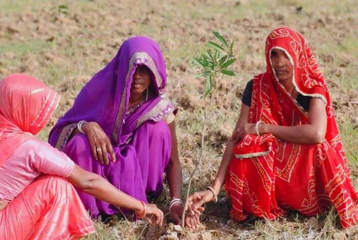 पौधे-लगाने-का-काम-शुरू:-सिंगरौली,-खंडवा,-रायसेन-और-देवास-में-लक्ष्य-से-अधिक-स्वीकृति