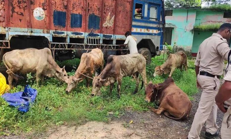 रायगढ़-में-पुलिस-की-बड़ी-कार्रवाई:-आधा-दर्जन-से-ज़्यादा-मवेशी-छुड़ाए,-ड्राइवर-फरार