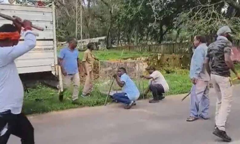 गुरु-घासीदास-पार्क-से-35-बंदर-शिफ्ट,-उत्पाती-बंदरों-से-मिलेगी-राहत