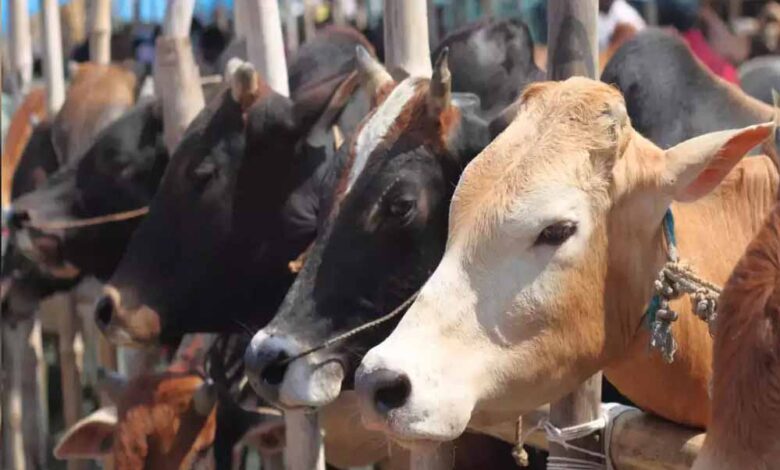 दमोह में बनेगा देश का सबसे बड़ा गोवंश वन्य विहार, 8 हजार से ज्यादा गायों को मिलेगा आश्रय