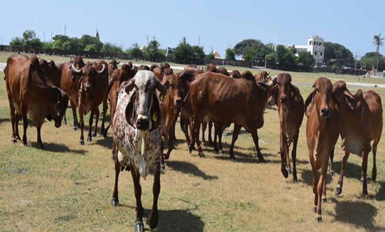 mp-में-पशु-नस्ल-सुधार-के-लिए-दुग्ध-समृद्धि-संपर्क-अभियान-शुरू,-पशुपालकों-को-दी-जाएगी-आधुनिक-तकनीक-की-जानकारी