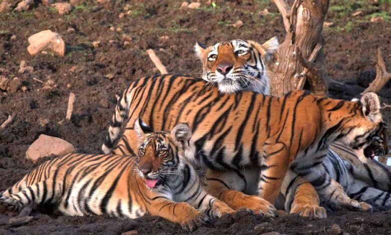 मध्यप्रदेश-के-10-बाघ-होंगे-शिफ्ट,-ओडिशा-राजस्थान-छत्तीसगढ़-को-मिलेंगे-टाइगर