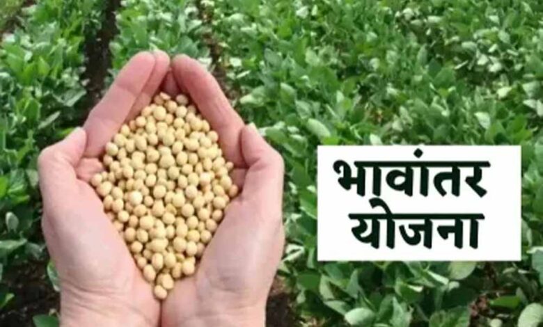 mp-के-किसानों-के-लिए-राहत-भरी-खबर:-दिवाली-के-बाद-सोयाबीन-की-खरीदी-भावांतर-योजना-के-तहत-होगी