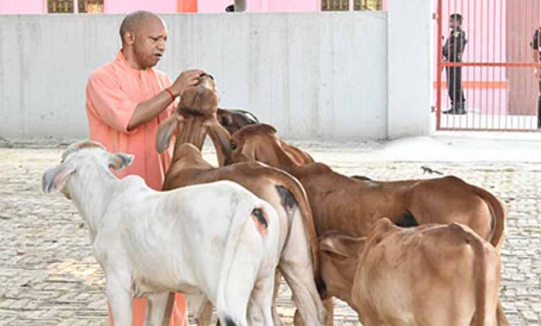 गोवर्धन-पूजा-पर-सीएम-योगी-बने-‘गोपालक’,-गायों-को-खुद-खिलाया-गुड़-रोटी
