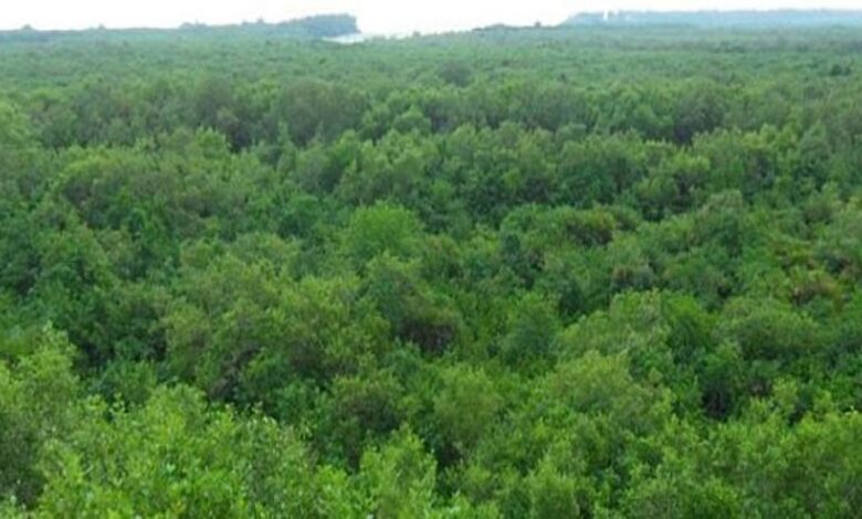 भारत-का-वन-क्षेत्र-एक-दशक-में-1.91-हेक्टेयर-बढ़ा,-एशिया-में-सबसे-तेज-विस्तार;-fao-रिपोर्ट-में-विश्व-में-9वें-स्थान-पर