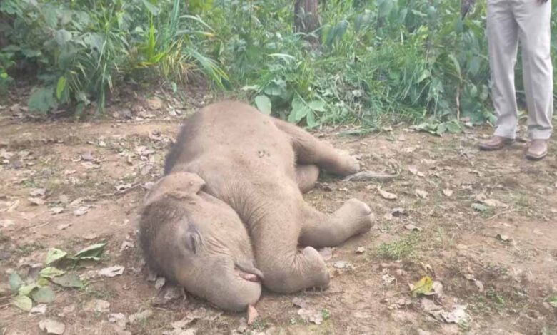 तालाब-में-डूबने-से-हाथी-शावक-की-मौत,-वन-विभाग-में-मचा-हड़कंप