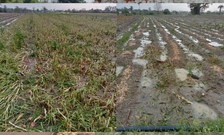 मध्य-प्रदेश-में-बेमौसम-बारिश,-सोयाबीन,-गेहूं-और-अन्य-फसलों-को-भारी-नुकसान