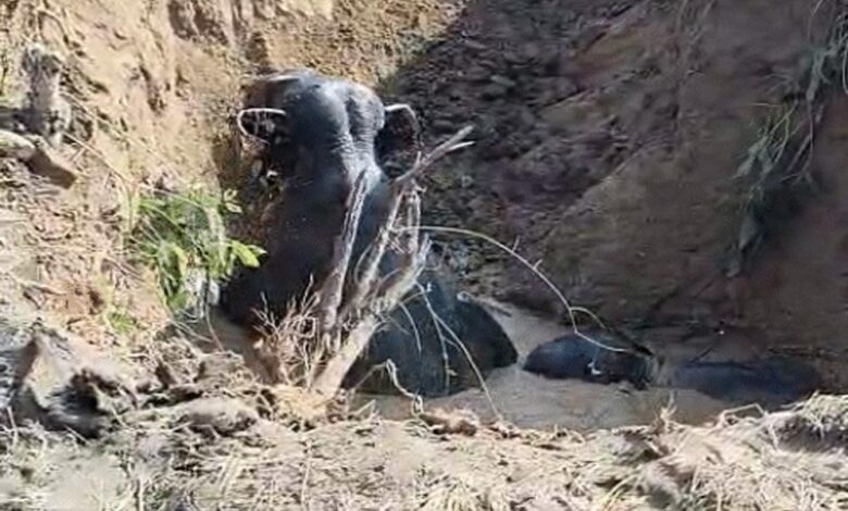 छत्तीसगढ़:-कुएं-में-फंसे-3-हाथी,-8-घंटे-बाद-जेसीबी-से-रास्ता-बनाकर-निकाले-गए,-एक-शावक-भी-शामिल