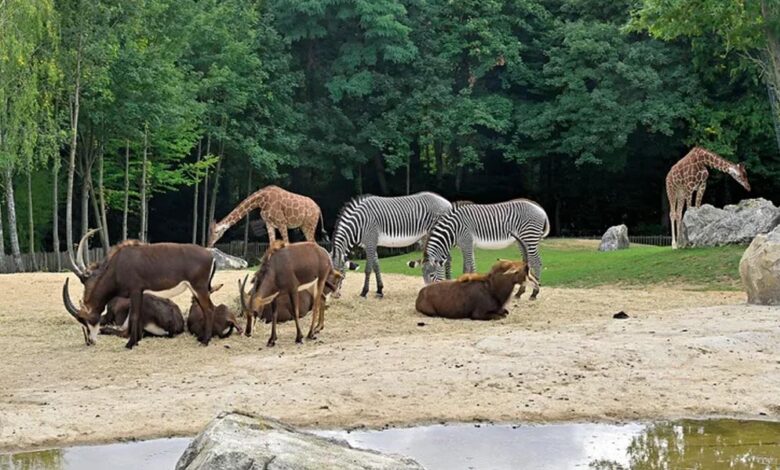 सिंहस्थ-2028-से-पहले-उज्जैन-में-बनेगा-अंतरराष्ट्रीय-स्तर-का-सफारी-और-जू,-अनंत-अंबानी-के-वनतारा-प्रोजेक्ट-के-साथ-टीम-ने-किया-सर्वे