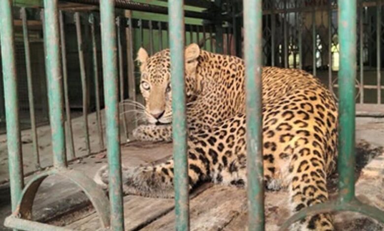 400-केवी.-सबस्टेशन-इंदौर-में-घुसे-तेंदुए-को-बहादुरी-से-पकड़ा,-ट्रांसको-टीम-की-सतर्कता-और-साहस-से-टला-बड़ा-हादसा