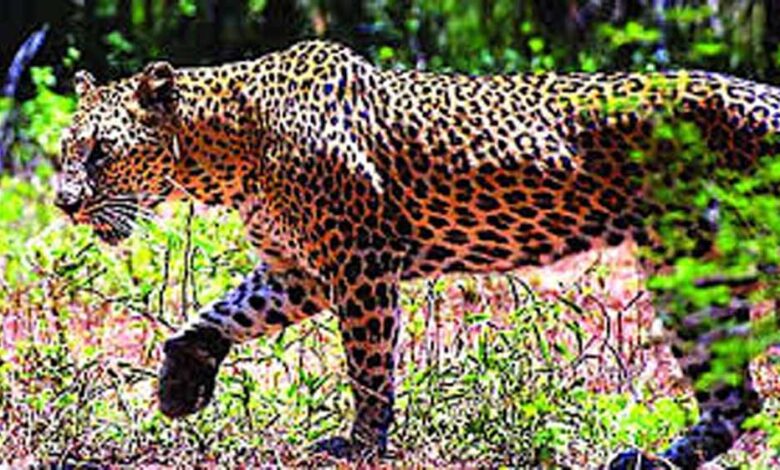 400-केवी.-सबस्टेशन-इंदौर-में-घुसे-तेंदुए-को-बहादुरी-से-पकड़ा