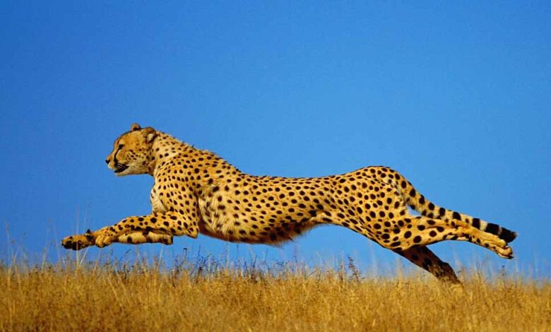 कूनो-नेशनल-पार्क-में-रोमांच-जारी:-आज-से-शुरू-हो-रहा-दूसरा-फॉरेस्ट-रिट्रीट