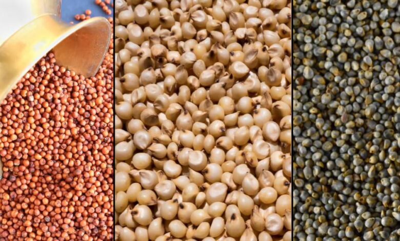 किसानों-के-लिए-जरूरी:-ज्वार-बाजरा-का-msp-उपार्जन-24-नवंबर-से,-धान-1-दिसंबर-से