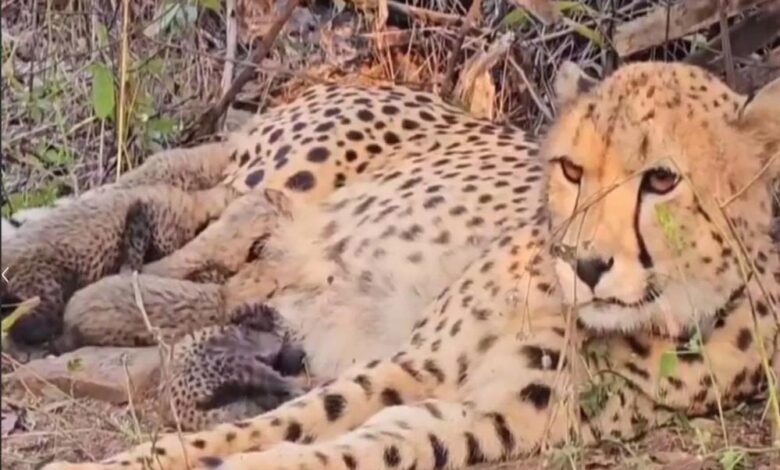 कूनो-में-चीता-‘मुखी’-ने-पांच-शावकों-को-जन्म-दिया,-भारत-में-पहला-सफल-प्रजनन:-सीएम-मोहन-यादव-ने-दी-बधाई