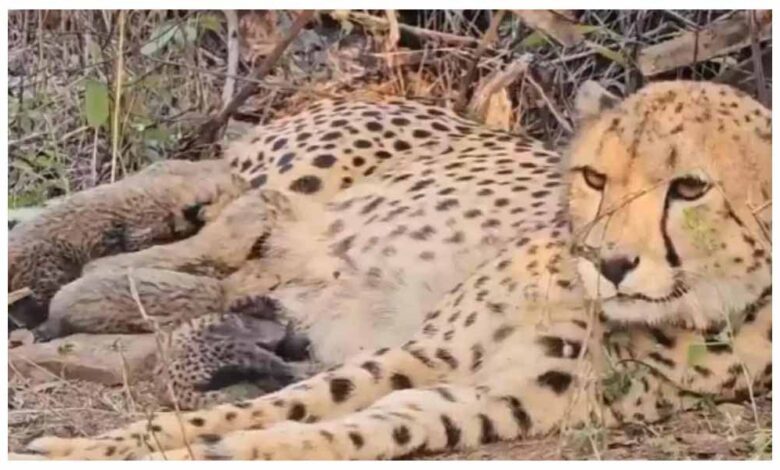 भारत-में-जन्मी-मादा-चीता-मुखी-ने-पांच-शावकों-को-जन्म-दिया