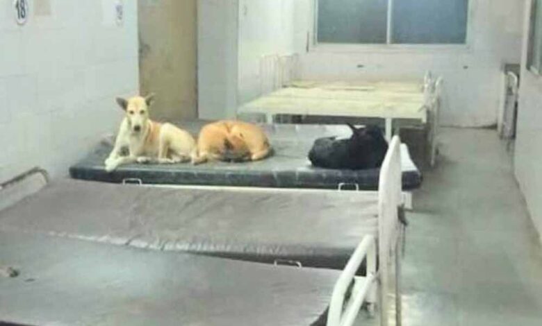 सरकारी-अस्पताल-की-शर्मनाक-तस्वीर:-मरीजों-की-जगह-बेड-पर-कुत्तों-का-कब्ज़ा